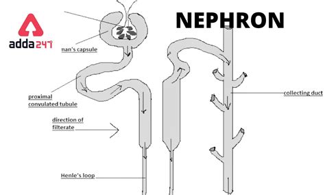 The Nephron Diagram Labeled With Functions Structure Of Neph