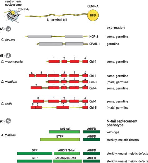 Rapid Evolution Of The Cenp A N Terminal Tail May Be Linked To Roles In