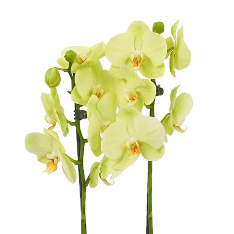 Lime Green Orchids – Flowers & Plants Co