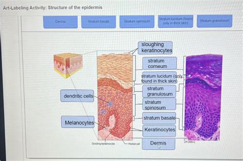 Solved Art Labeling Activity Structure Of The Epidermis Stratum