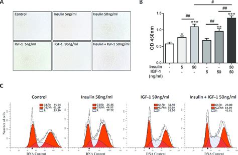 Insulin IGF 1 Promotes Colon Cancer Cells Proliferation And Cell Cycle