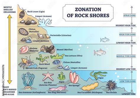 Zonation Of Rock Shores With Underwater Species And Organisms Outline