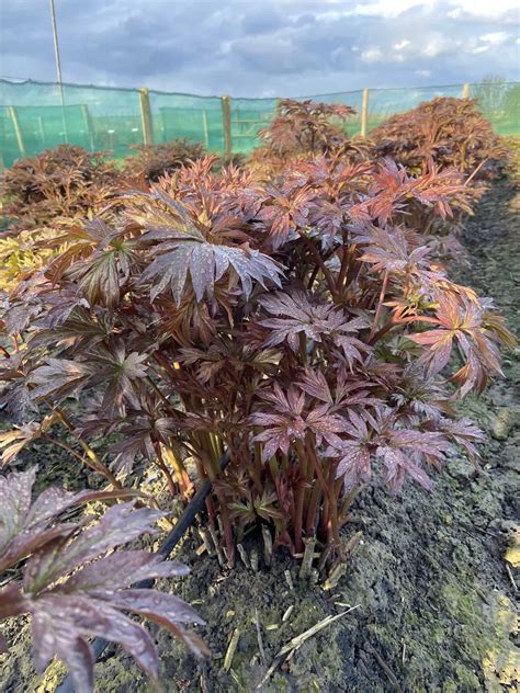 itoh Peony Yellow Waterlily (Mid.) - Green Works - Specialist in Peonies