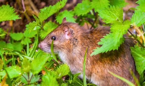 Three ‘easiest Ways To Deter Rats From Your Garden Which ‘really Work