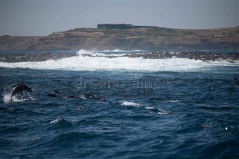 Seal Rock, Phillip Island, Australia Stock Photo - Image of sand, australias: 144056854