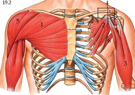 Lab Muscles Of The Chest Shoulder And Arm