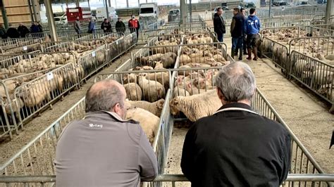 Parthenay Un Demi Si Cle De March Aux Bestiaux Sur Le Champ De