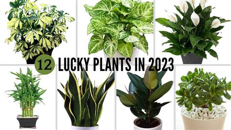 Best 12 Lucky Plants For 2023 According To Feng Shui Lucky Indoor