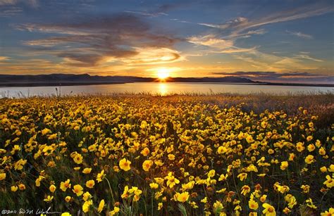 Monolopia Sunset, Carrizo Plain | Sunset, California dreamin', Trip