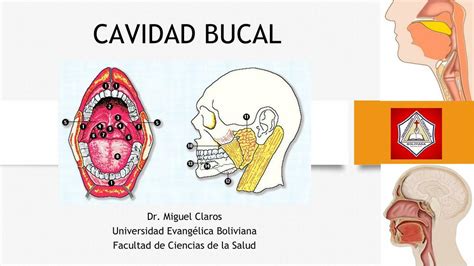 Cavidad Bucal Udocz