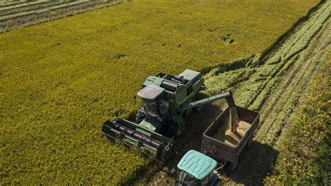 China's rice exports to Ivory Coast top 2022 after India imposed curbs