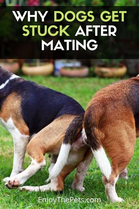 Why Dogs Get Stuck After Mating - Breeding Explanation - Enjoy The Pets