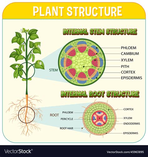 Internal structure of root diagram Royalty Free Vector Image