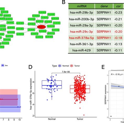 Identification Of MiR 378a 5p As A Potential Upstream MiRNA Of SERPINH1