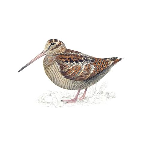 Woodcock Bird Facts | Scolopax Rusticola