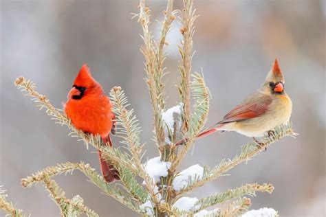 Male Vs Female Cardinals Main Differences Fun Facts