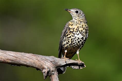 Zorzal Charlo Mistle Thrush Turdus Viscivorus Carlos López Flickr