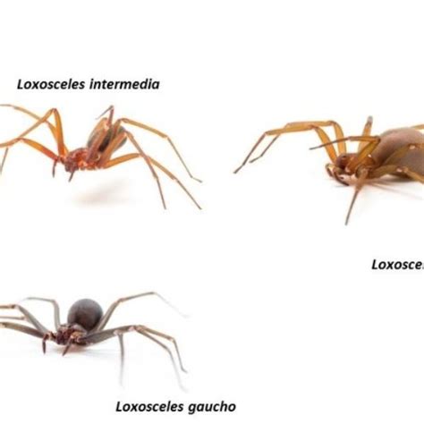 Pomada contra efeitos da picada da aranha marrom é testada em humanos