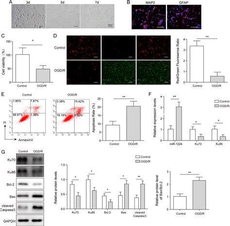 Ogd R Significantly Induced Hippocampal Neuronal Cell Apoptosis A