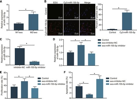 M2 Macrophage Derived Exosomal MicroRNA 155 5p Promotes The Immune