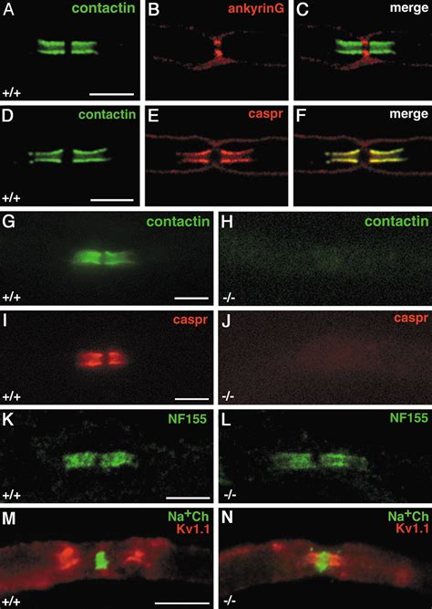 Contactin Orchestrates Assembly Of The Septate Like Junctions At The