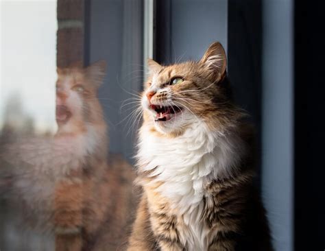 Cat Chirping: What Is It and What Does It Mean? - Cats.com