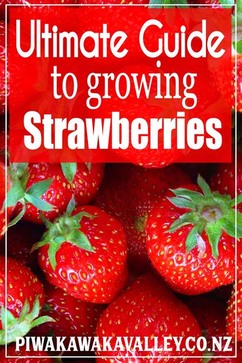 The Ultimate Guide To Growing Strawberries How To Grow Strawberries