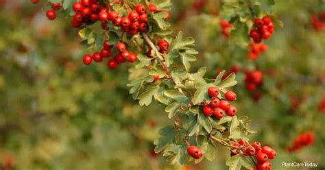 Hawthorne Tree Care: Growing The Crataegus Plant