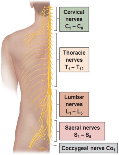 Ch 13 Spinal Cord And Spinal Nerves Flashcards Quizlet