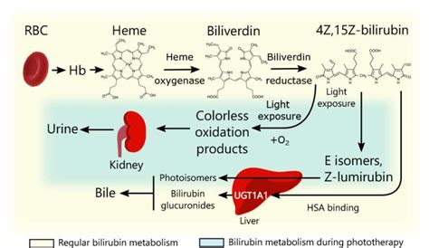 Noninvasive Continuous Fluorescence Monitoring Of Bilirubin