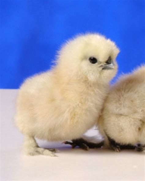 White Silkie Bantam Chickens For Sale Cackle Hatchery