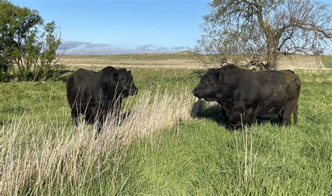 Our History — Aberdeen-Angus Breeders Association Inc.