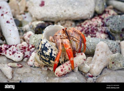 Einsiedlerkrebs am Strand unter Coral Fragmente Südliche Curaçao