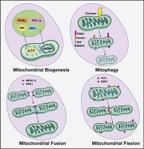 Notch Signaling And Lateral Inhibition Notch Signaling Sustains Rpc