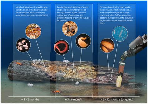 Deep Sea Communities Natureglos Escience Marine Biology Virtual Library