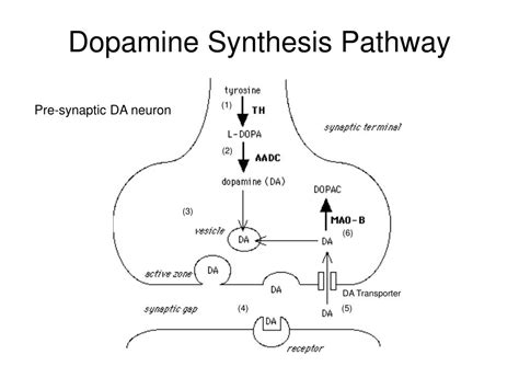 Dopamine Synthesis Pathway