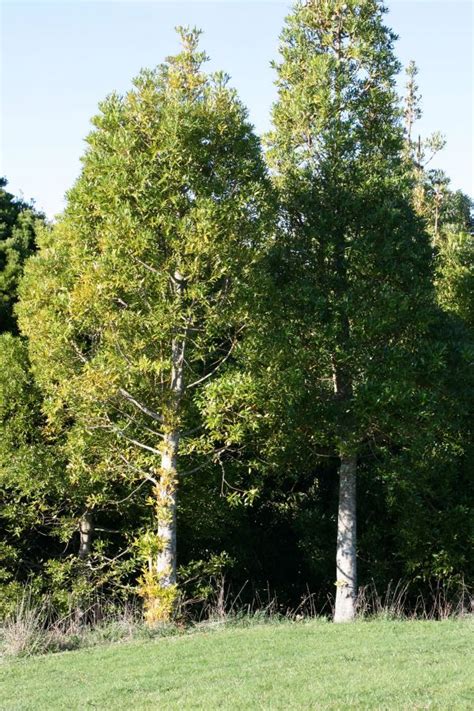 Images Gratuites paysage arbre la nature herbe randonnée Prairie