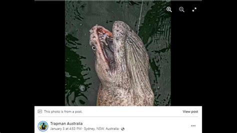 Monstrous Creature Caught Off Australia Ignites Social Media Miami Herald