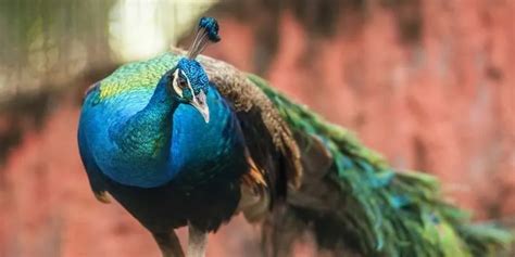 Are Peacocks Dangerous 4 Reasons Of Aggressive Behavior