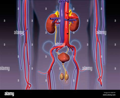 Epididymis Hi Res Stock Photography And Images Alamy