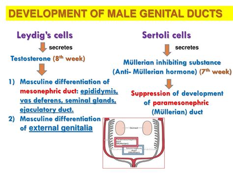 Ppt Understanding Male Genital System Development Powerpoint