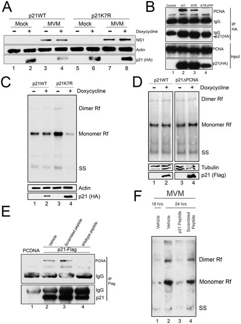 A Stabilized P21 That Binds To Pcna Inhibits Mvm Replication A P21