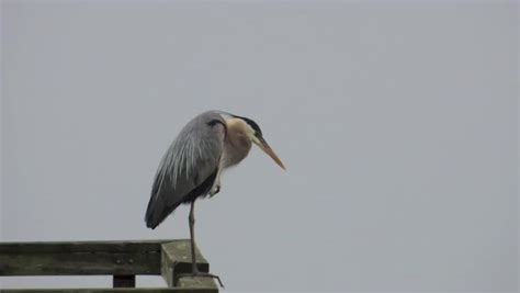 A Great Blue Heron Hunting Stock Footage Video (100% Royalty-free ...