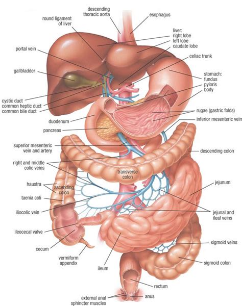 Pin By Gastrodex On Nursing School Human Anatomy And Physiology Body Systems Anatomy