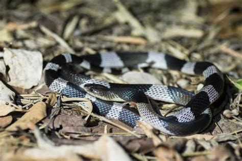 10 Cobras que não crescem muito Animais Amino Amino