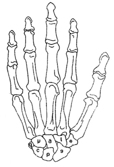 Anatomy Hand Bones Diagram Quizlet