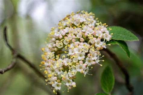 Premium Photo Flowers Of Viburnum Rhytidophyllum Leatherleaf Viburnum