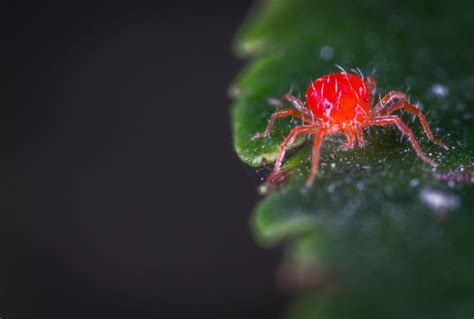 How To Get Rid Of Spider Mites On Basil