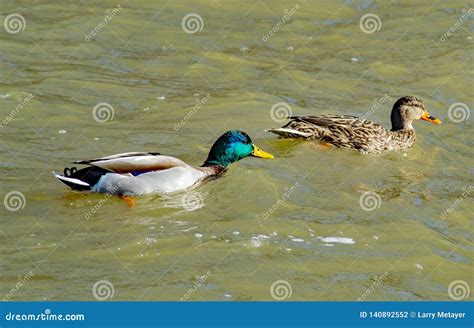 A Pair Of Mating Mallard Ducks Swimming Together By A Flooding Roanoke