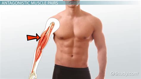 Agonist And Antagonist Muscles - cloudshareinfo